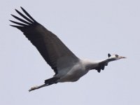 Kranich (Grus grus)  24